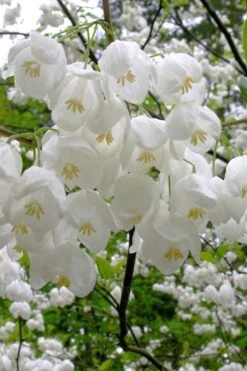 Carolina Silverbell Tree (Halesia ) - 1 Gallon Pot 16 Carolina Silverbell Tree (Halesia ) - 1 Gallon Pot -Deals Sapling Whisper Store halesia tetraptera carolina mountain silverbell tree 6