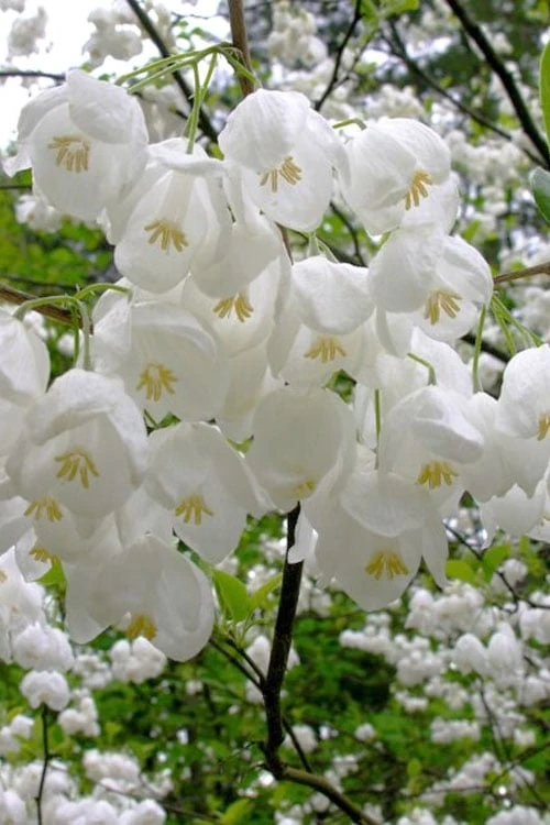 Carolina Silverbell Tree (Halesia ) - 1 Gallon Pot 9 Carolina Silverbell Tree (Halesia ) - 1 Gallon Pot - Image 7