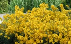 Swamp Sunflower (Helianthus Angustifolius) - 1 Gallon Pot 11 Swamp Sunflower (Helianthus Angustifolius) - 1 Gallon Pot -Deals Sapling Whisper Store helianthus angustifolius swamp sunflower 23