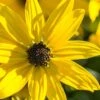 Autumn Gold Willowleaf Sunflower (Helianthus) - 1 Gallon Pot -Deals Sapling Whisper Store helianthus salicifolius autum gold willowleaf sungflower 2