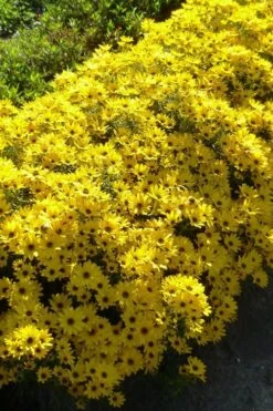 Autumn Gold Willowleaf Sunflower (Helianthus) - 1 Gallon Pot -Deals Sapling Whisper Store helianthus salicifolius autum gold willowleaf sungflower 5