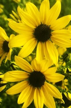 Autumn Gold Willowleaf Sunflower (Helianthus) - 1 Gallon Pot -Deals Sapling Whisper Store helianthus salicifolius autum gold willowleaf sungflower 9