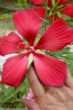 Red Swamp Hardy Hibiscus (Texas Star) - 1 Gallon -Deals Sapling Whisper Store hibiscus coccineus red swamp texas star 103