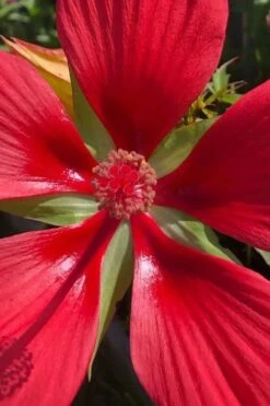 Red Swamp Hardy Hibiscus (Texas Star) - 1 Gallon -Deals Sapling Whisper Store hibiscus coccineus red swamp texas star 106