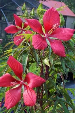 Red Swamp Hardy Hibiscus (Texas Star) - 1 Gallon -Deals Sapling Whisper Store hibiscus coccineus red swamp texas star 109