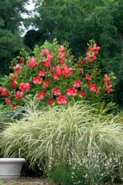 Red Swamp Hardy Hibiscus (Texas Star) - 1 Gallon -Deals Sapling Whisper Store hibiscus coccineus red swamp texas star 112