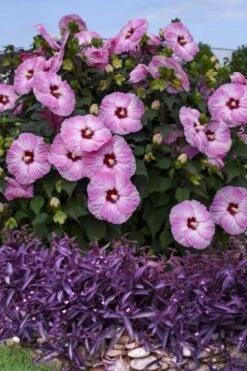 Summerific Spinderella Hibiscus (Rose Mallow) - 2 Gallon Pot -Deals Sapling Whisper Store hibiscus summerific spinderella 3