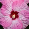 Summerific Spinderella Hibiscus (Rose Mallow) - 2 Gallon Pot -Deals Sapling Whisper Store hibiscus summerific spinderella 4