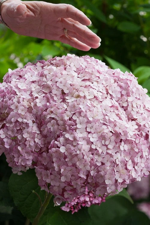 Incrediball Blush Smooth Hydrangea - 3 Pack Of Quart Pots 3 Incrediball Blush Smooth Hydrangea - 3 Pack Of Quart Pots