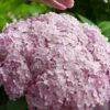 Incrediball Blush Smooth Hydrangea - 1 Gallon Pot