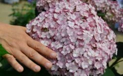 Incrediball Blush Smooth Hydrangea - 1 Gallon Pot 10 Incrediball Blush Smooth Hydrangea - 1 Gallon Pot -Deals Sapling Whisper Store hydrangea arborescens incrediball blush 2