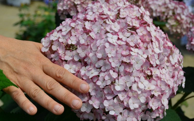 Incrediball Blush Smooth Hydrangea - 1 Gallon Pot 6 Incrediball Blush Smooth Hydrangea - 1 Gallon Pot - Image 4