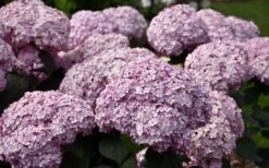 Incrediball Blush Smooth Hydrangea - 3 Pack Of Quart Pots 11 Incrediball Blush Smooth Hydrangea - 3 Pack Of Quart Pots -Deals Sapling Whisper Store hydrangea arborescens incrediball blush 3 1