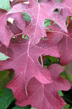 Oakleaf Hydrangea - 1 Gallon Pot -Deals Sapling Whisper Store hydrangea oakleaf fall color