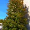 Greenleaf American Holly (Ilex Opaca) - 3 Gallon Pot -Deals Sapling Whisper Store ilex opaca greenleaf american holly tree 1