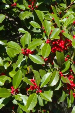 Greenleaf American Holly (Ilex Opaca) - 3 Gallon Pot -Deals Sapling Whisper Store ilex opaca greenleaf american holly tree 3