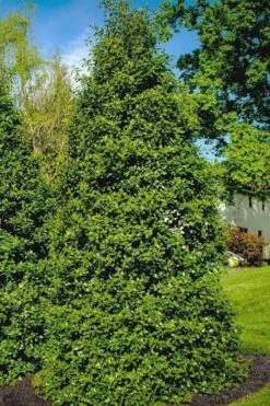 Greenleaf American Holly (Ilex Opaca) - 7 Gallon Pot -Deals Sapling Whisper Store ilex opaca greenleaf american holly tree 5 1