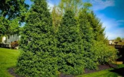 Greenleaf American Holly (Ilex Opaca) - 3 Gallon Pot -Deals Sapling Whisper Store ilex opaca greenleaf american holly tree 6
