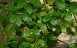 Greenleaf American Holly (Ilex Opaca) - 3 Gallon Pot -Deals Sapling Whisper Store ilex opaca greenleaf american holly tree 7