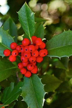 Greenleaf American Holly (Ilex Opaca) - 7 Gallon Pot -Deals Sapling Whisper Store ilex opaca greenleaf american holly tree 8 1