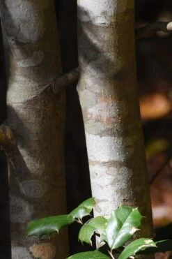 Greenleaf American Holly (Ilex Opaca) - 7 Gallon Pot -Deals Sapling Whisper Store ilex opaca greenleaf american holly tree bark 1 2