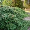 Maryland Spreader American Holly - 3 Gallon Pot 1 Maryland Spreader American Holly - 3 Gallon Pot -Deals Sapling Whisper Store ilex opaca maryland dwarf spreader american holly 1