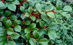 Maryland Spreader American Holly - 3 Gallon Pot -Deals Sapling Whisper Store ilex opaca maryland dwarf spreader american holly 2