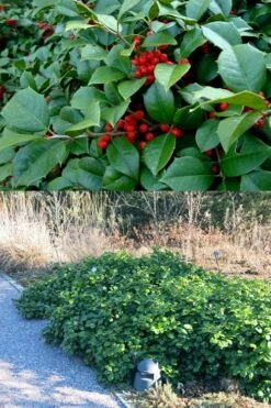 Maryland Spreader American Holly - 3 Gallon Pot -Deals Sapling Whisper Store ilex opaca maryland dwarf spreader american holly 4