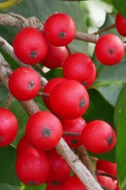 Old Heavy Berry American Holly (Ilex Opaca) - 1 Gallon Pot