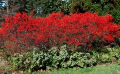 Sparkleberry Female Winterberry Holly - 3 Gallon Pot -Deals Sapling Whisper Store ilex verticillata sparkleberry holly 1