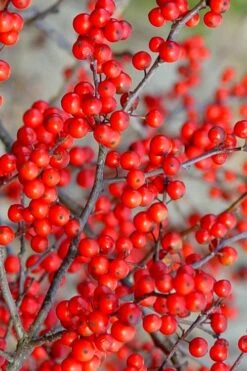 Sparkleberry Female Winterberry Holly - 3 Gallon Pot -Deals Sapling Whisper Store ilex verticillata sparkleberry holly 2