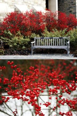 Sparkleberry Female Winterberry Holly - 3 Gallon Pot -Deals Sapling Whisper Store ilex verticillata sparkleberry holly 4
