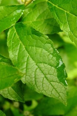 Sparkleberry Female Winterberry Holly - 3 Gallon Pot -Deals Sapling Whisper Store ilex verticillata sparkleberry holly 5