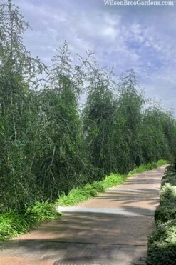 Weeping Yaupon Holly - Ilex Vomitoria 'Pendula' - 3 Gallon Pot -Deals Sapling Whisper Store ilex vomitoria pendula weeping yaupon holly berries 3