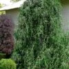 Weeping Yaupon Holly - Ilex Vomitoria 'Pendula' - 3 Gallon Pot -Deals Sapling Whisper Store ilex vomitoria pendula weeping yaupon holly tree 4