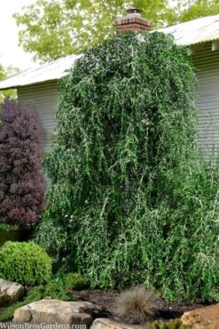 Weeping Yaupon Holly - Ilex Vomitoria 'Pendula' - 3 Gallon Pot