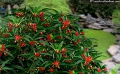 Scorpio Star Flower Anise (Illicium) - 5 Pack Of Quart Pots -Deals Sapling Whisper Store illicium star flower scorpio anise 11