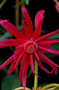 Scorpio Star Flower Anise (Illicium) - 1 Gallon Pot
