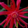 Scorpio Star Flower Anise (Illicium) - 5 Pack Of Quart Pots