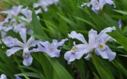 Dwarf Crested Iris (Iris Cristata) - 1 Gallon Pot -Deals Sapling Whisper Store iris cristata 12