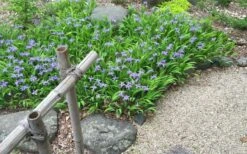 Dwarf Crested Iris (Iris Cristata) - 1 Gallon Pot -Deals Sapling Whisper Store iris cristata 13