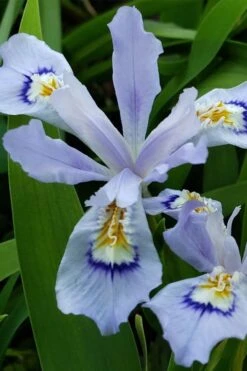 Dwarf Crested Iris (Iris Cristata) - 1 Gallon Pot -Deals Sapling Whisper Store iris cristata 3