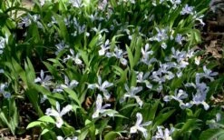 Dwarf Crested Iris (Iris Cristata) - 1 Gallon Pot -Deals Sapling Whisper Store iris cristata 7