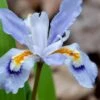 Dwarf Crested Iris (Iris Cristata) - 1 Gallon Pot -Deals Sapling Whisper Store iris cristata 8