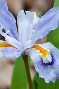 Dwarf Crested Iris (Iris Cristata) - 1 Gallon Pot -Deals Sapling Whisper Store iris cristata 9