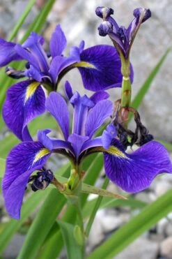 Harlequin Blue Flag Iris (Iris Versicolor) - 1 Gallon Pot -Deals Sapling Whisper Store iris versicolor harlequin blue flag 1