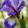 Harlequin Blue Flag Iris (Iris Versicolor) - 1 Gallon Pot -Deals Sapling Whisper Store iris versicolor harlequin blue flag 3