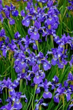 Harlequin Blue Flag Iris (Iris Versicolor) - 1 Gallon Pot -Deals Sapling Whisper Store iris versicolor harlequin blue flag 7