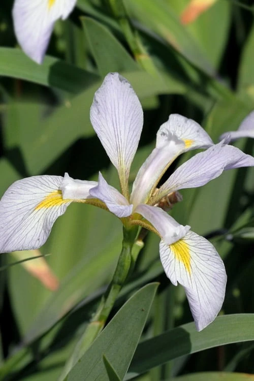 White Southern Flag Iris - 1 Gallon Pot 7 White Southern Flag Iris - 1 Gallon Pot - Image 5