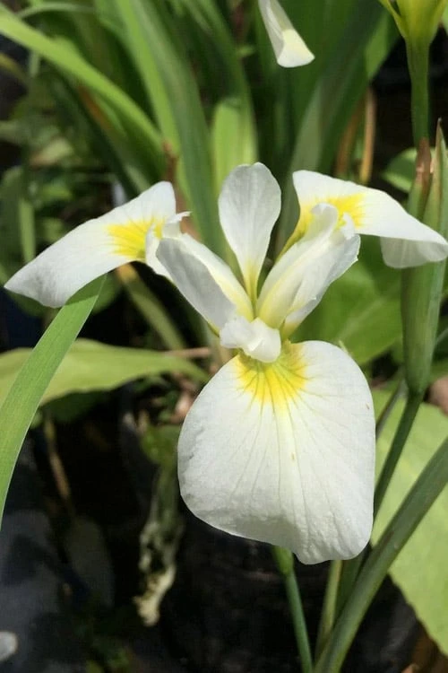 White Southern Flag Iris - 1 Gallon Pot 3 White Southern Flag Iris - 1 Gallon Pot